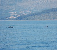 En route nous croisons des dauphins qui chassent près des filets tendus par les pêcheurs locaux.il doit y avoir du poisson dans la passe!